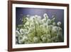 Soft Focus-Wild Wonders of Europe-Framed Giclee Print