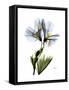 Soft Geranium Portrait-Albert Koetsier-Framed Stretched Canvas