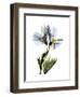 Soft Geranium Portrait-Albert Koetsier-Framed Premium Giclee Print