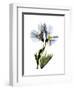 Soft Geranium Portrait-Albert Koetsier-Framed Premium Giclee Print