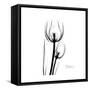 Soft Gray Tulips-Albert Koetsier-Framed Stretched Canvas