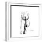 Soft Gray Tulips-Albert Koetsier-Framed Art Print