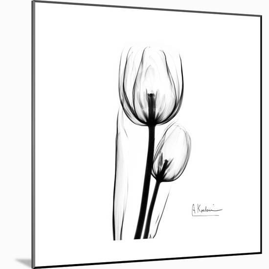 Soft Gray Tulips-Albert Koetsier-Mounted Art Print