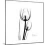 Soft Gray Tulips-Albert Koetsier-Mounted Art Print