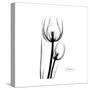 Soft Gray Tulips-Albert Koetsier-Stretched Canvas