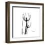 Soft Gray Tulips-Albert Koetsier-Framed Art Print