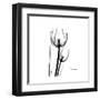 Soft Gray Tulips-Albert Koetsier-Framed Art Print