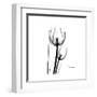 Soft Gray Tulips-Albert Koetsier-Framed Art Print