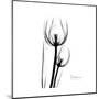 Soft Gray Tulips-Albert Koetsier-Mounted Art Print