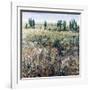 Soft Grove-Tim O'toole-Framed Giclee Print