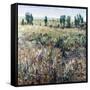 Soft Grove-Tim O'toole-Framed Stretched Canvas