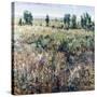 Soft Grove-Tim O'toole-Stretched Canvas