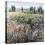 Soft Grove-Tim O'toole-Stretched Canvas