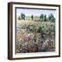 Soft Grove-Tim O'toole-Framed Giclee Print