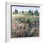 Soft Grove-Tim O'toole-Framed Giclee Print