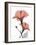 Soft Hibiscus-Albert Koetsier-Framed Art Print