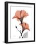 Soft Hibiscus-Albert Koetsier-Framed Art Print