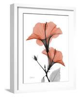 Soft Hibiscus-Albert Koetsier-Framed Art Print