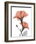 Soft Hibiscus-Albert Koetsier-Framed Art Print