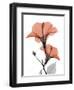 Soft Hibiscus-Albert Koetsier-Framed Art Print