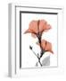 Soft Hibiscus-Albert Koetsier-Framed Art Print