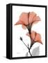Soft Hibiscus-Albert Koetsier-Framed Stretched Canvas