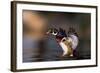 Soft Landing-Verdon-Framed Photographic Print