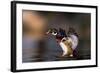 Soft Landing-Verdon-Framed Photographic Print