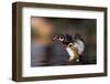 Soft Landing-Verdon-Framed Photographic Print