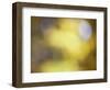 Soft Landscape IV-James McLoughlin-Framed Photographic Print