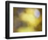 Soft Landscape IV-James McLoughlin-Framed Photographic Print