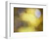 Soft Landscape IV-James McLoughlin-Framed Photographic Print