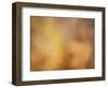 Soft Landscape V-James McLoughlin-Framed Photographic Print