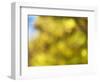 Soft Landscape VI-James McLoughlin-Framed Photographic Print