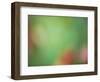 Soft Landscape VIII-James McLoughlin-Framed Photographic Print