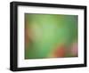 Soft Landscape VIII-James McLoughlin-Framed Photographic Print