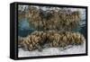 Soft Leather Corals Grow in the Shallow Waters in the Solomon Islands-Stocktrek Images-Framed Stretched Canvas