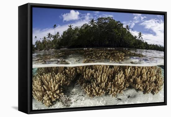 Soft Leather Corals Grow in the Shallow Waters in the Solomon Islands-Stocktrek Images-Framed Stretched Canvas
