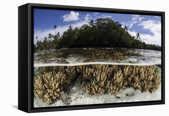 Soft Leather Corals Grow in the Shallow Waters in the Solomon Islands-Stocktrek Images-Framed Stretched Canvas