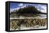 Soft Leather Corals Grow in the Shallow Waters in the Solomon Islands-Stocktrek Images-Framed Stretched Canvas