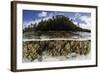 Soft Leather Corals Grow in the Shallow Waters in the Solomon Islands-Stocktrek Images-Framed Photographic Print