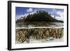 Soft Leather Corals Grow in the Shallow Waters in the Solomon Islands-Stocktrek Images-Framed Photographic Print