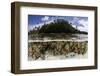 Soft Leather Corals Grow in the Shallow Waters in the Solomon Islands-Stocktrek Images-Framed Photographic Print