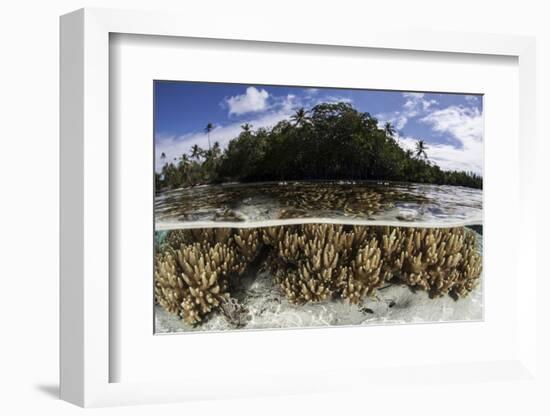 Soft Leather Corals Grow in the Shallow Waters in the Solomon Islands-Stocktrek Images-Framed Photographic Print