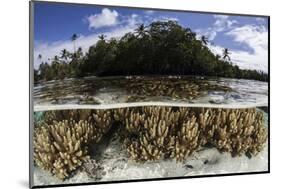 Soft Leather Corals Grow in the Shallow Waters in the Solomon Islands-Stocktrek Images-Mounted Photographic Print