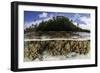 Soft Leather Corals Grow in the Shallow Waters in the Solomon Islands-Stocktrek Images-Framed Photographic Print