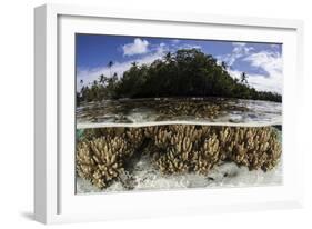 Soft Leather Corals Grow in the Shallow Waters in the Solomon Islands-Stocktrek Images-Framed Photographic Print