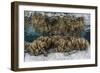 Soft Leather Corals Grow in the Shallow Waters in the Solomon Islands-Stocktrek Images-Framed Photographic Print