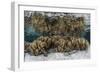 Soft Leather Corals Grow in the Shallow Waters in the Solomon Islands-Stocktrek Images-Framed Photographic Print