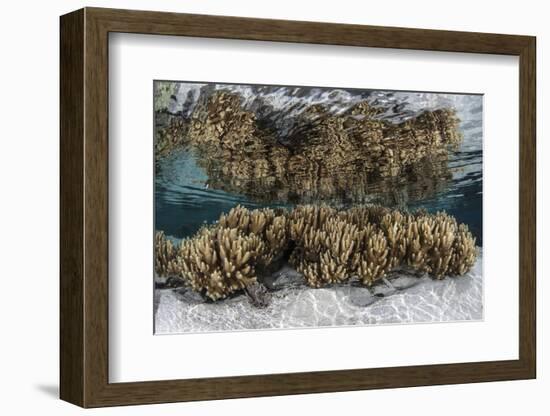 Soft Leather Corals Grow in the Shallow Waters in the Solomon Islands-Stocktrek Images-Framed Photographic Print